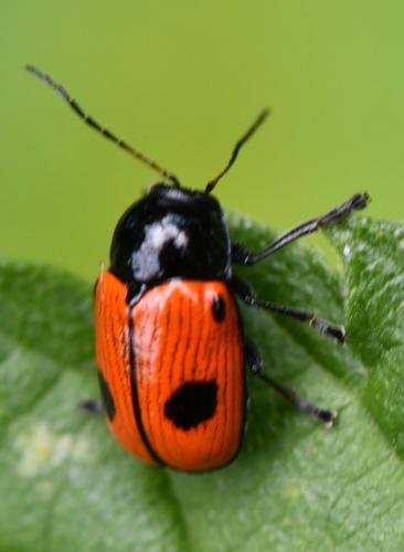 Réf. 305 668 : Cryptocephalus bipunctatus